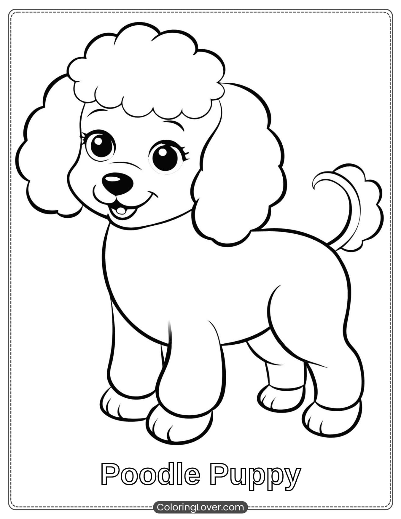 Cute poodle puppy