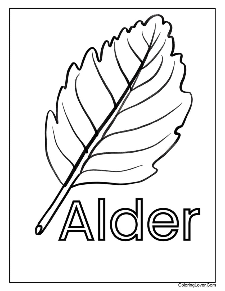 Alder tree leaf coloring page with simple details