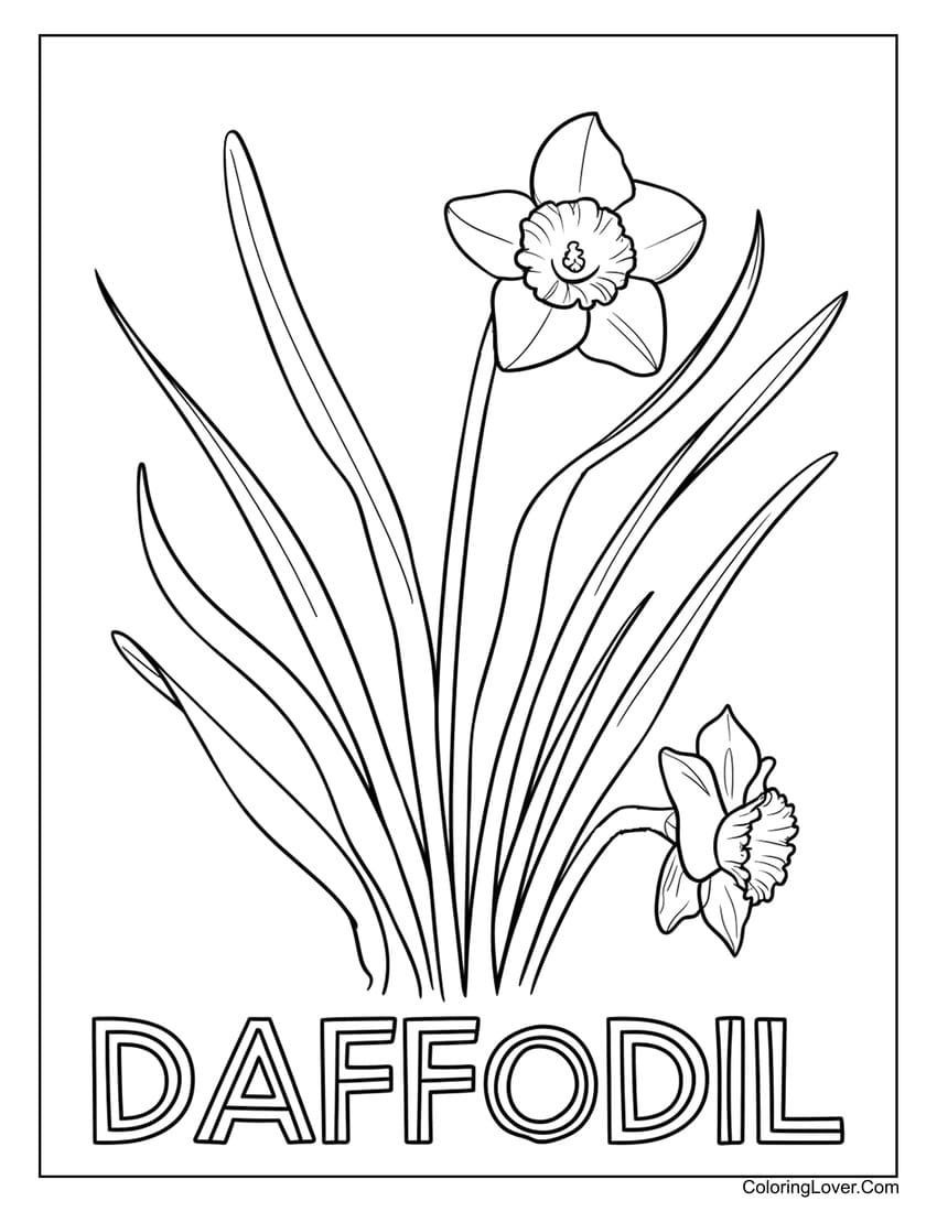 Daffodil flower coloring page for children