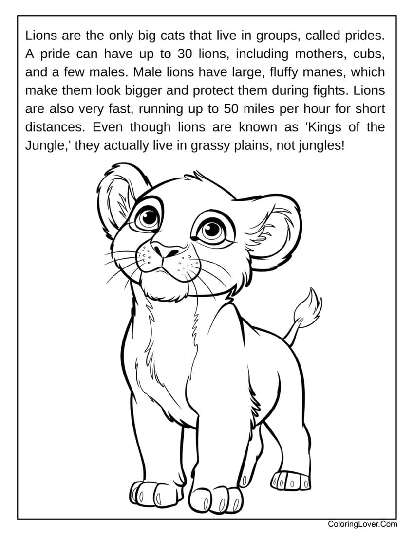 Educational lion cub facts coloring sheet