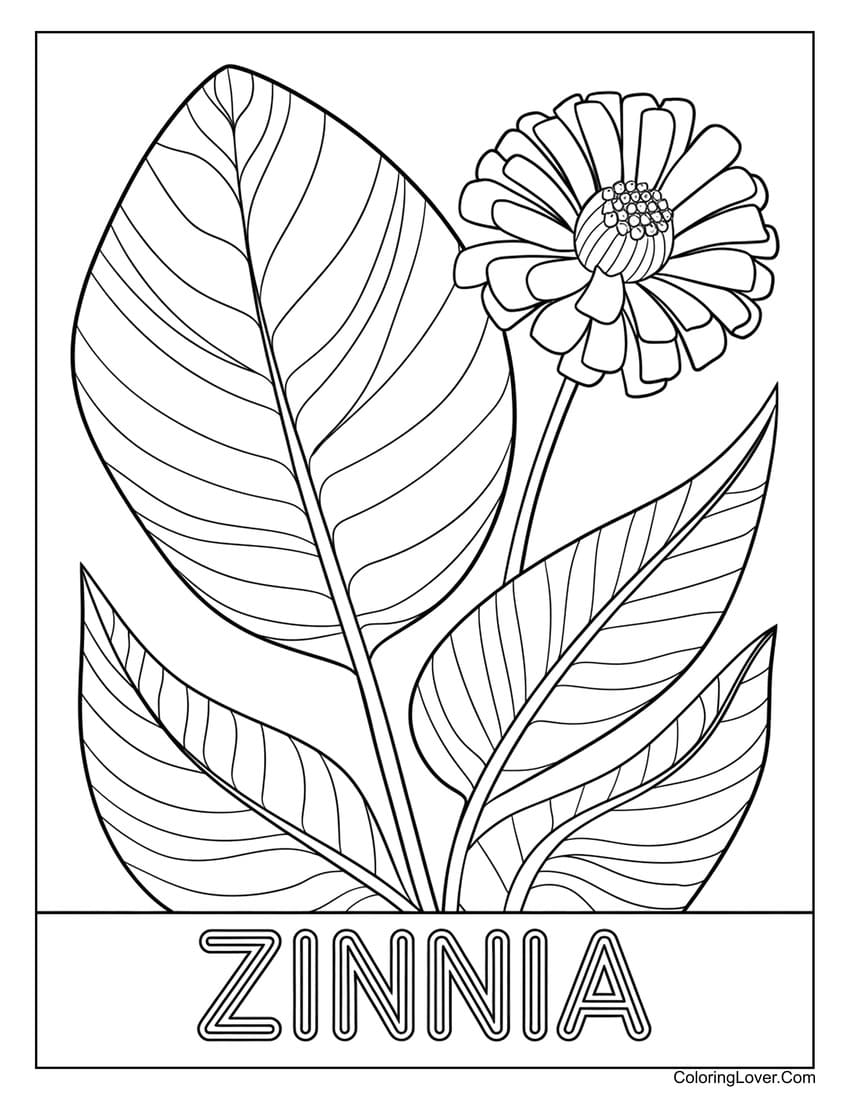 Zinnia flower coloring page with large leaves