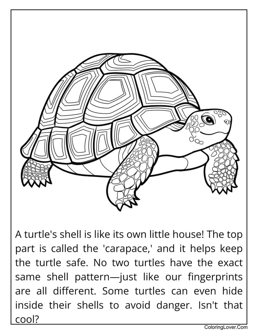 detailed turtle coloring page for kids