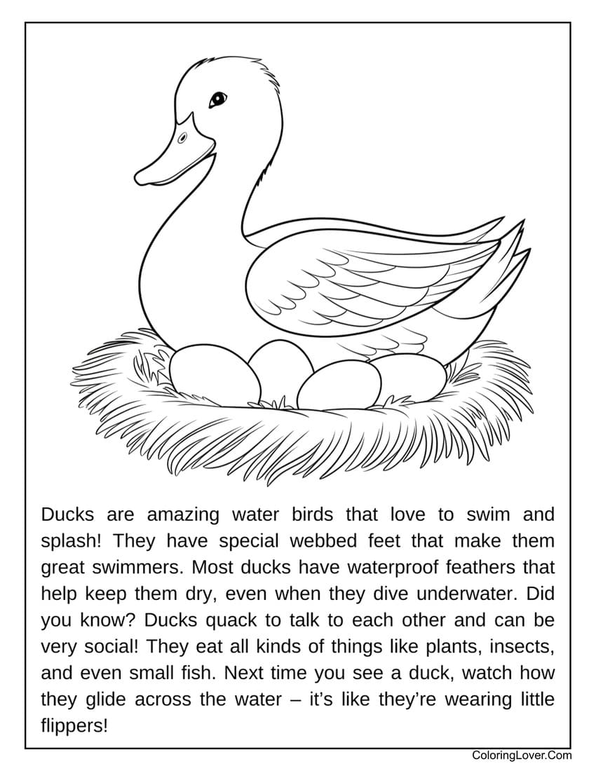 mother duck with eggs coloring page
