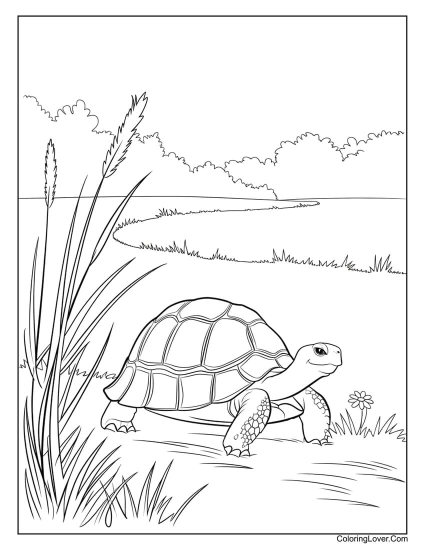 turtle in natural habitat coloring page for kids