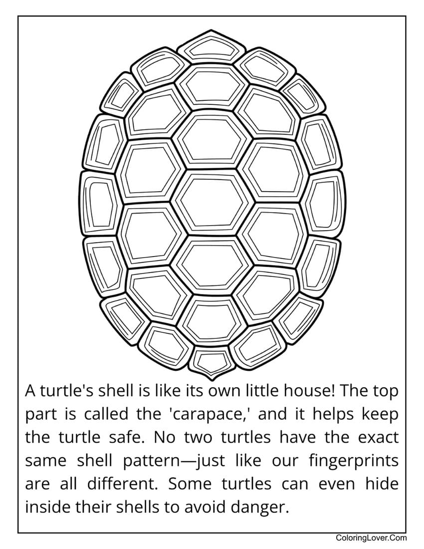 turtle shell coloring page with patterns
