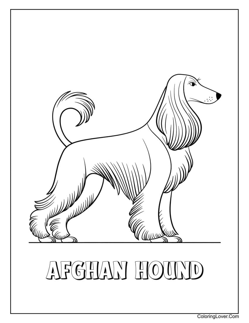 Afghan Hound printable coloring page