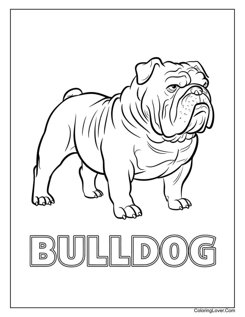 Bulldog coloring page with strong features