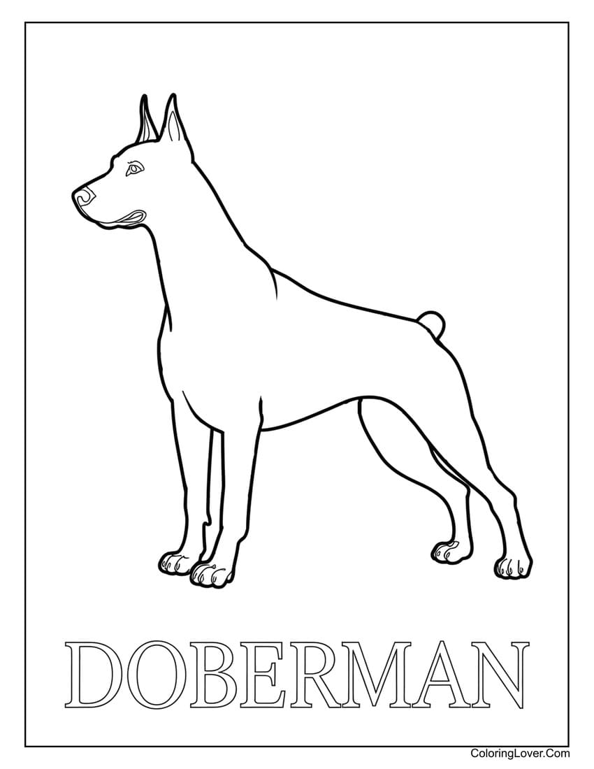 Doberman coloring page