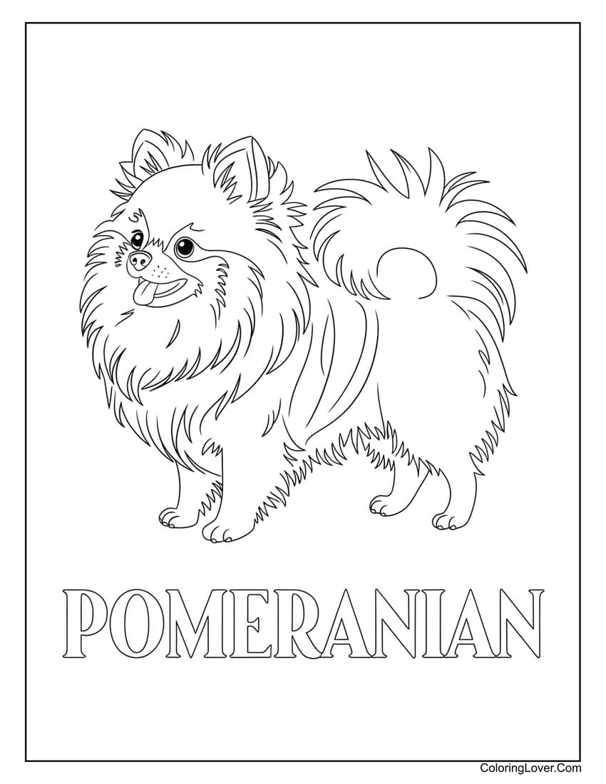 Pomeranian coloring page