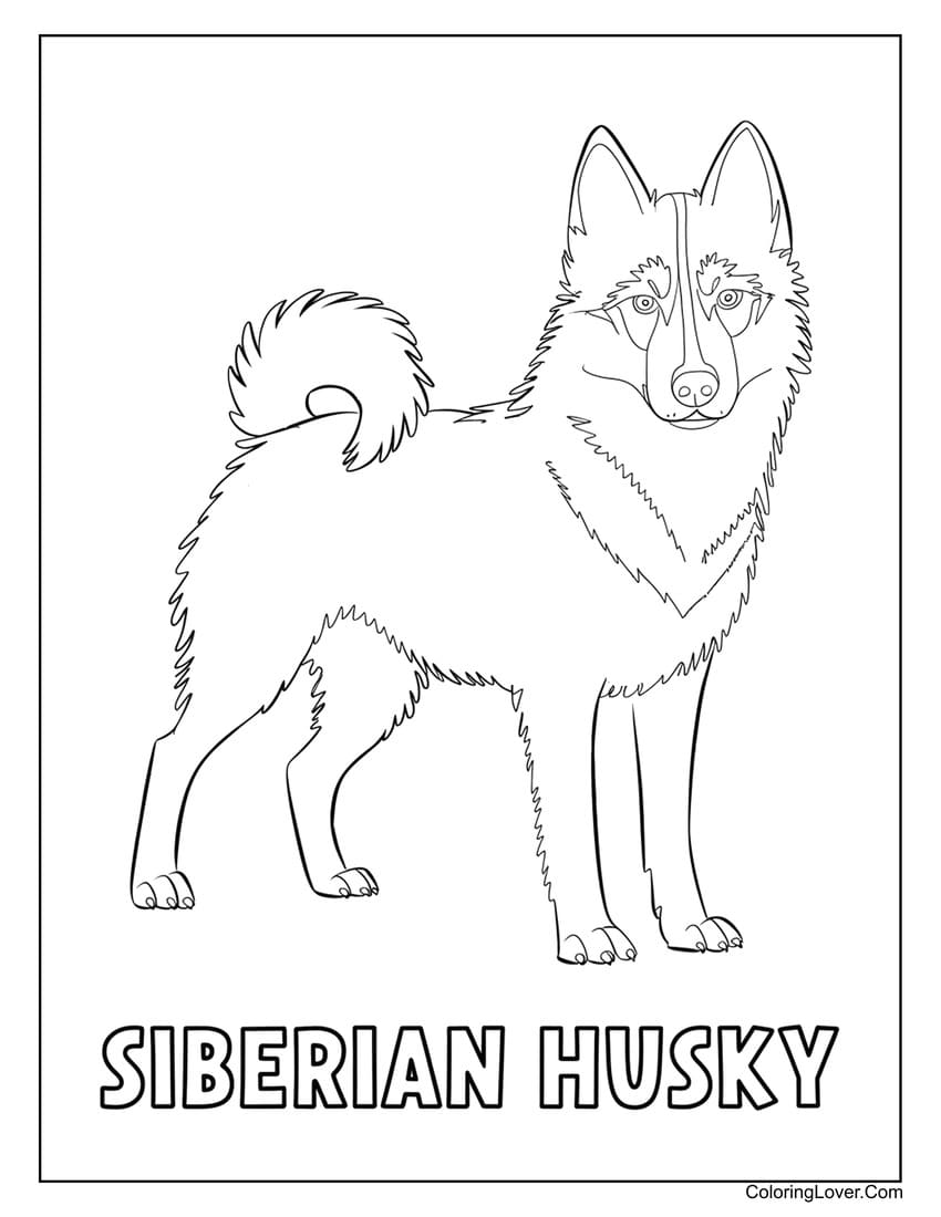 Siberian Husky coloring sheet