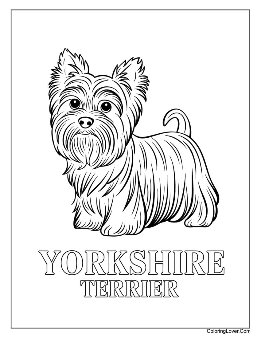 Yorkshire Terrier dog coloring sheet