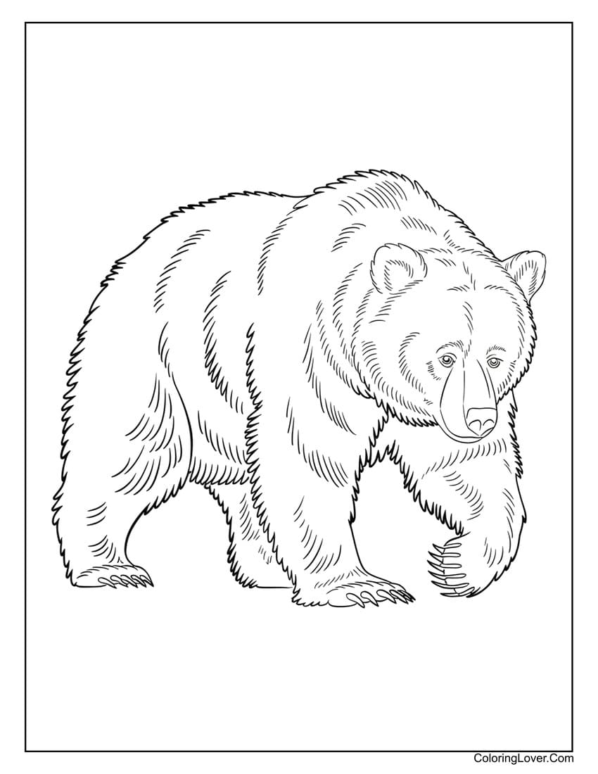 Black bear walking in the wild coloring page