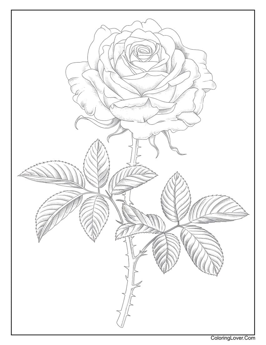 Detailed realistic rose with leaves coloring page