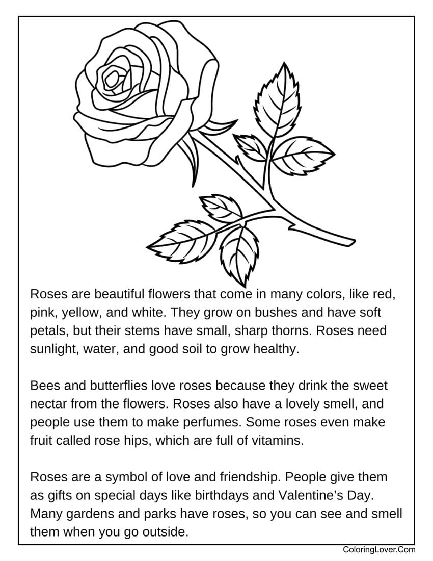 Educational rose facts coloring page for kids