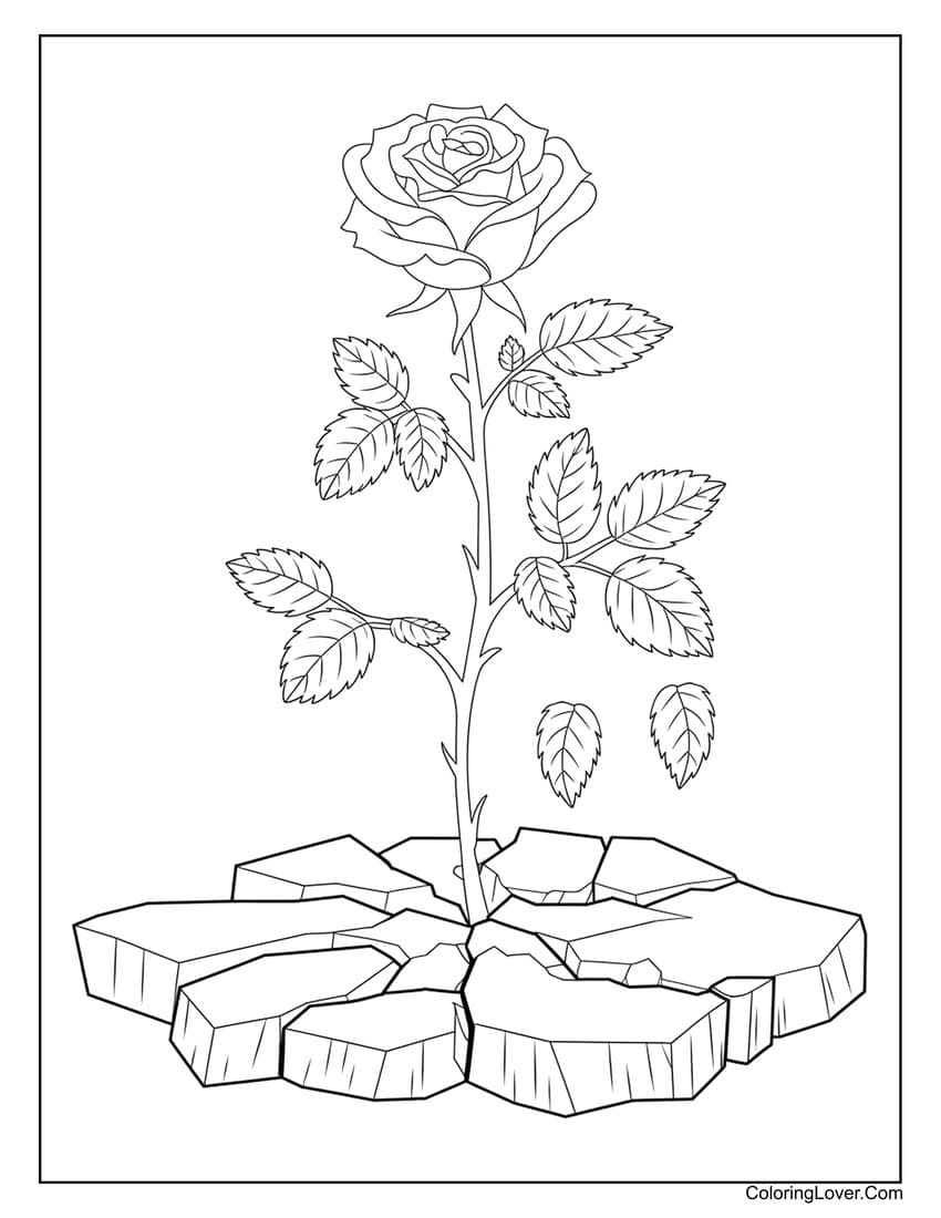 Realistic rose growing through cracked ground coloring page